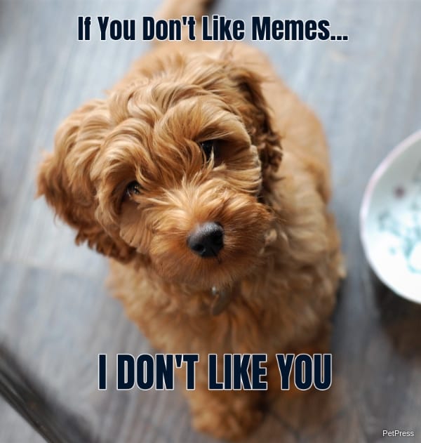 if you don't like memes? labradoodle meme angry