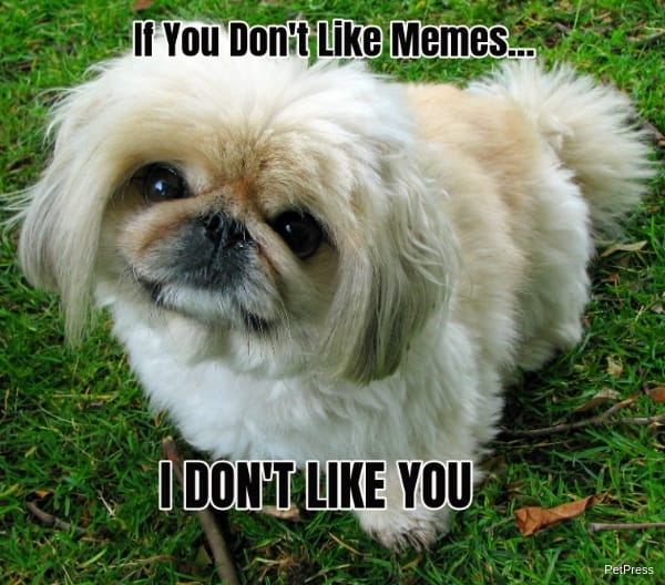 if you don't like memes? pekingese meme angry