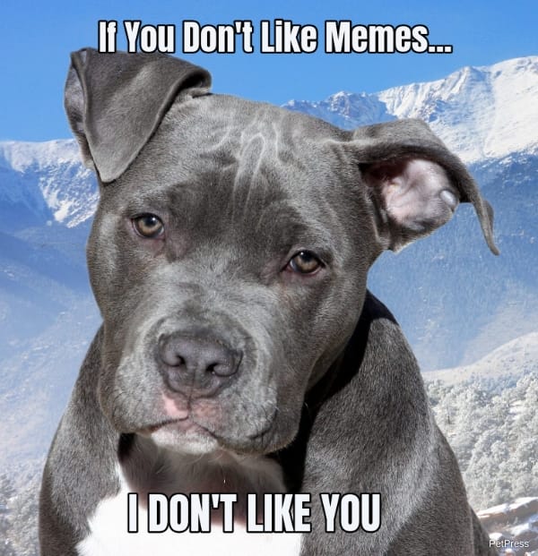 if you don't like memes? pitbull meme angry