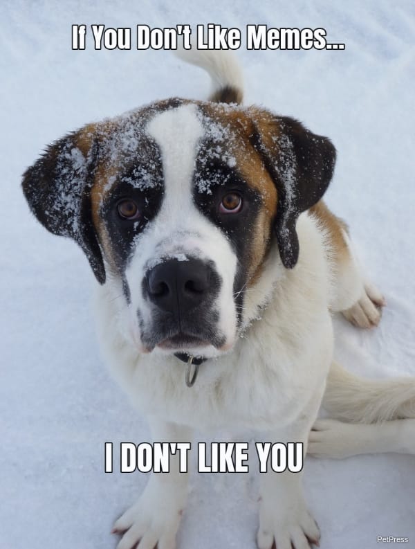 if you don't like memes? saint bernard meme angry PetPress