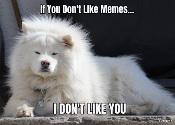 if you don't like memes? samoyed meme angry