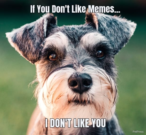 if you don't like memes? schnauzer meme angry