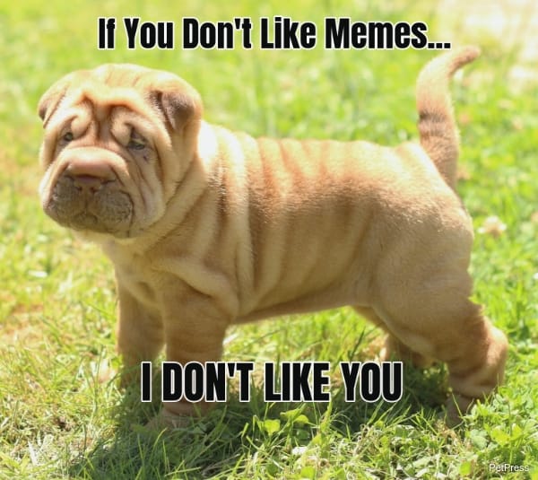 if you don't like memes? sharpei meme angry
