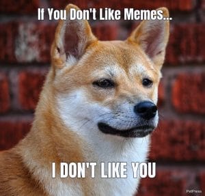 If you don't like memes? Shiba inu angry meme - PetPress