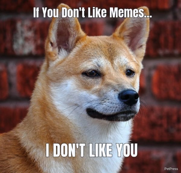If you don't like memes? Shiba inu angry meme