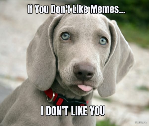 if you don't like memes? weimaraner meme angry
