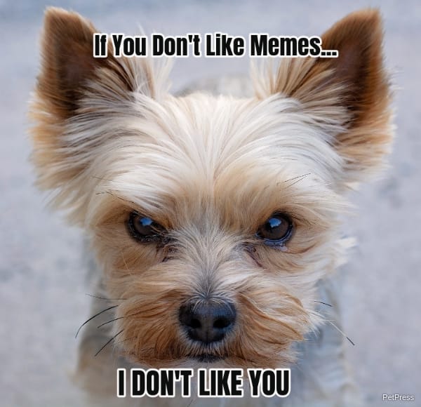if you don't like memes? yorkie meme angry