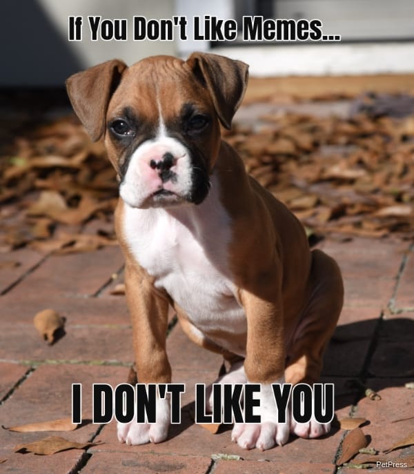 If you dont like memes?boxer-meme-angry