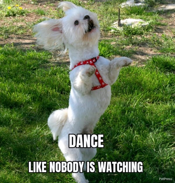 ignorant dog dance meme
