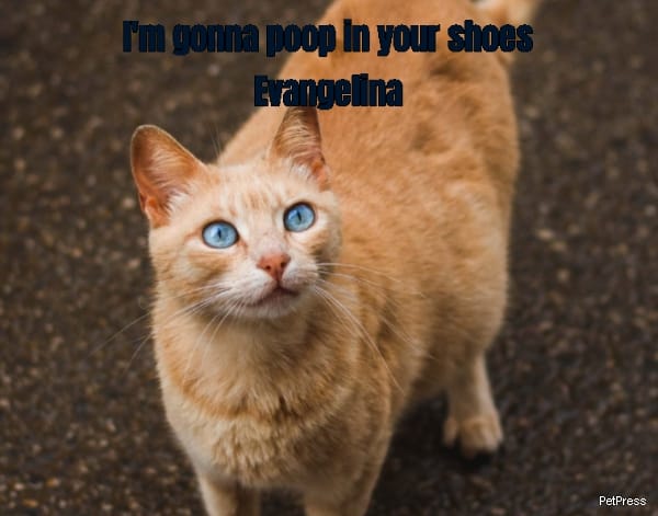 I'm gonna poop in your shoes Evangelina 