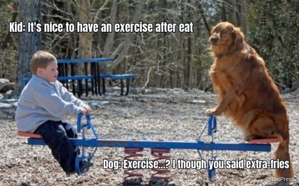 Kid: It's nice to have an exercise after eat Dog: Exercise...? I though you said...
