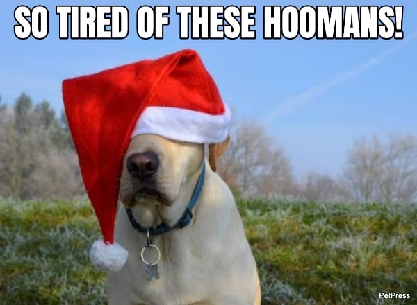 labrador christmas meme | petpress