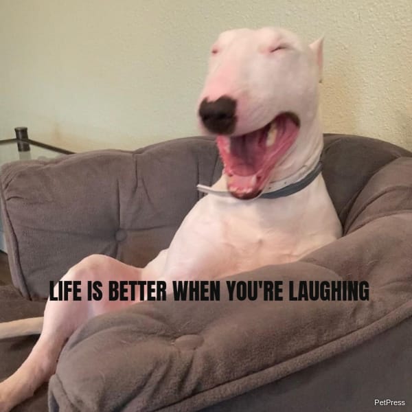LIFE IS BETTER WHEN YOU'RE LAUGHING