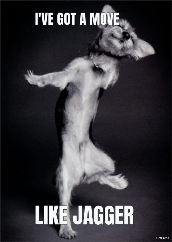 like jagger dog dance meme