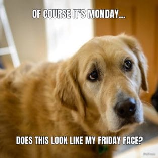 Monday golden retriever meme - PetPress