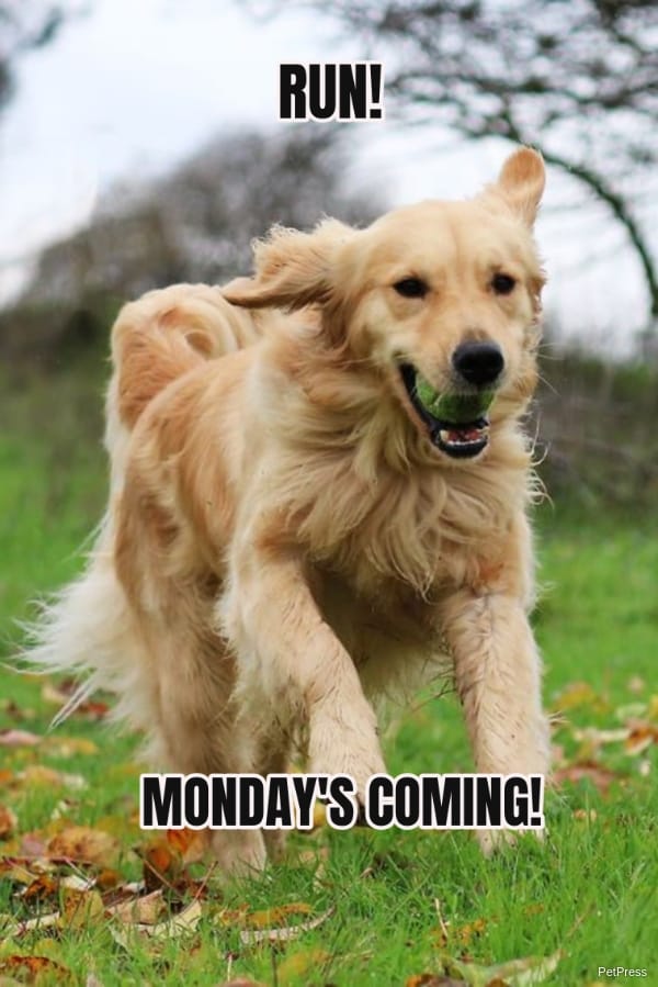 Monday meme Golden retriever