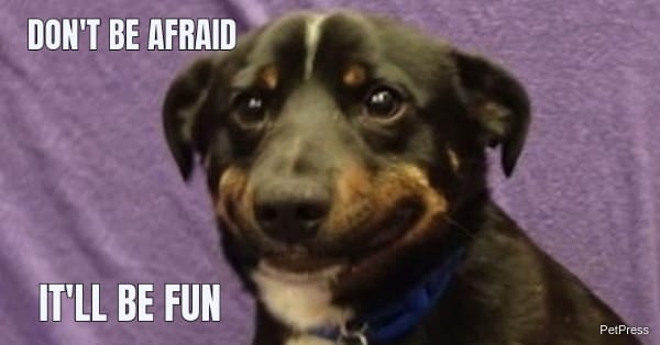 Nervous Smiling Dog Meme