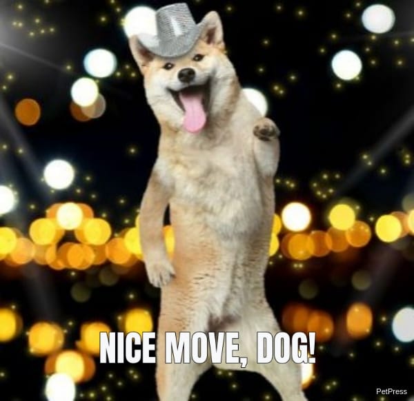 Nice move dog dance meme