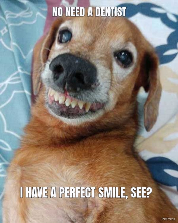 NO NEED A DENTIST I HAVE A PERFECT SMILE, SEE?