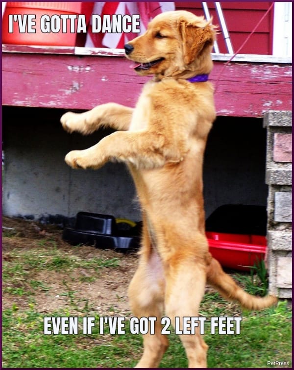 passion dog dance meme