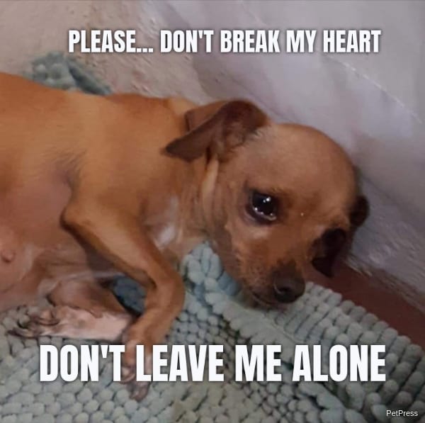 PLEASE... DON'T BREAK MY HEART DON'T LEAVE ME ALONE