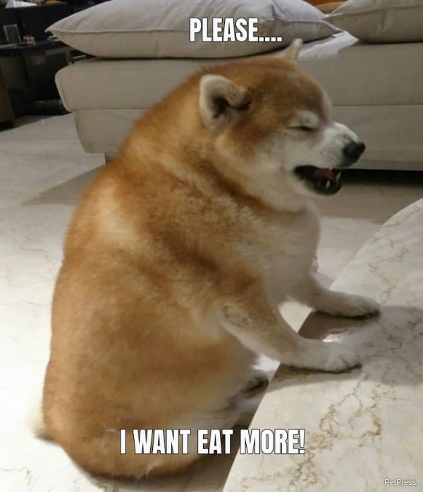 PLEASE.... I WANT EAT MORE! 