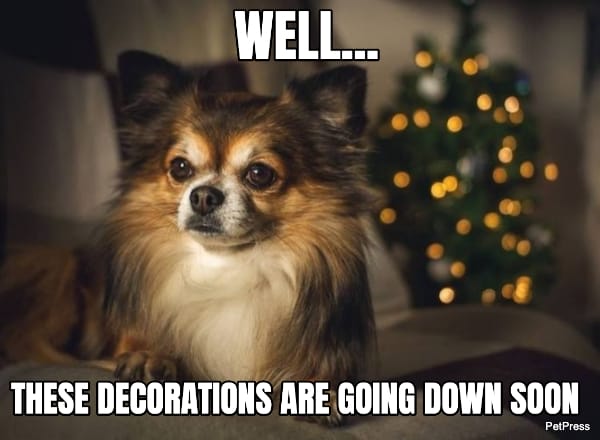 pomeranian christmas dog meme