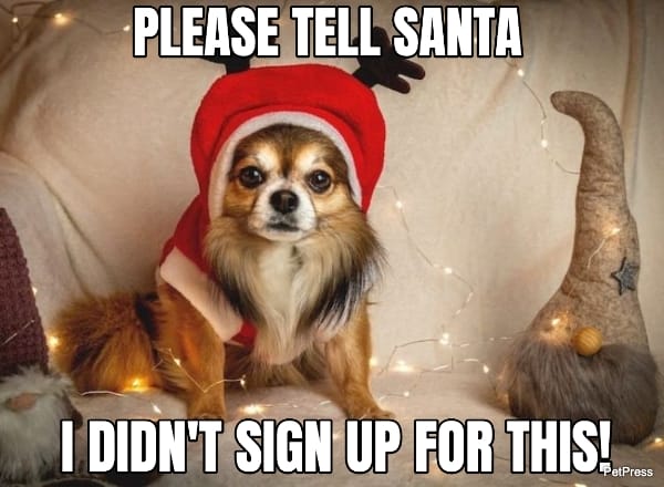 pomeranian christmas meme | petpress