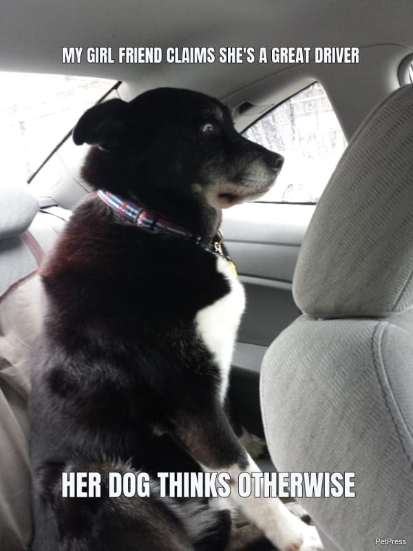 scared dog in the car meme