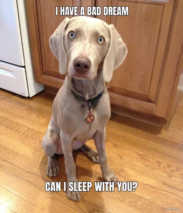 scared dog of a dream meme