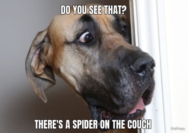 scared dog of a spider meme
