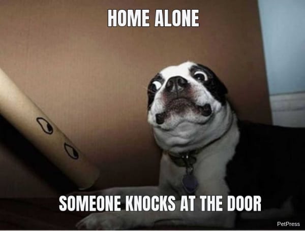 scared dog of being alone meme