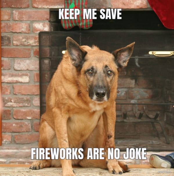 scared dog of fireworks meme