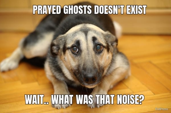 scared dog of ghosts meme