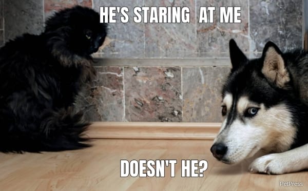 scared dog of staring cat