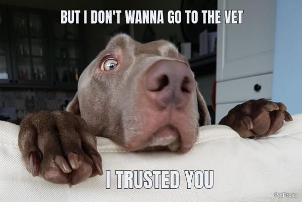 scared dog of the vet meme