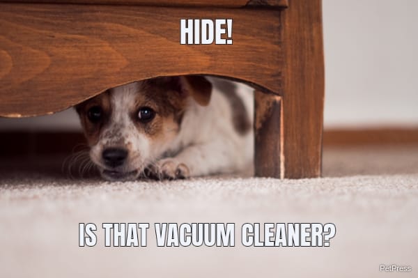 scared dog of vacuum cleaner