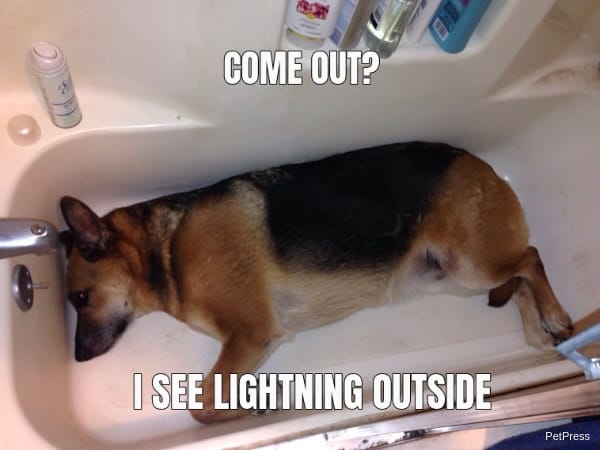 scared dog with lightning meme