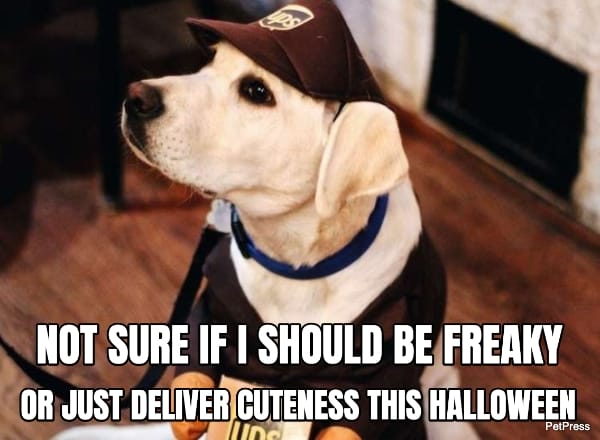 scary dog costume - delivery dog