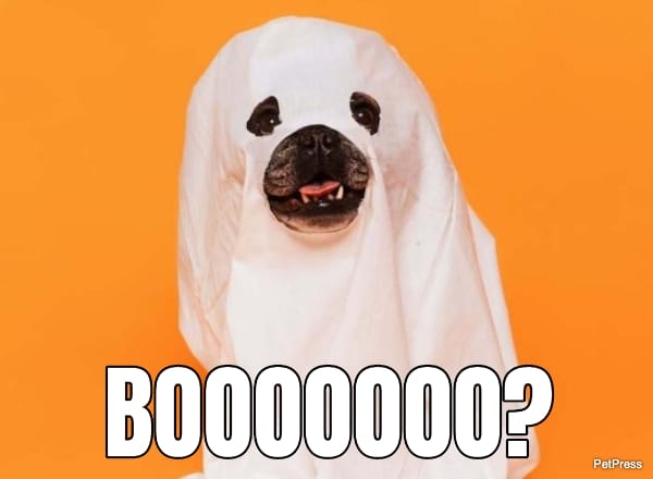 scary dog costumes - ghost