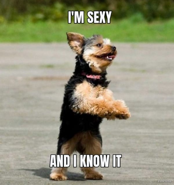 sexy dog dance meme