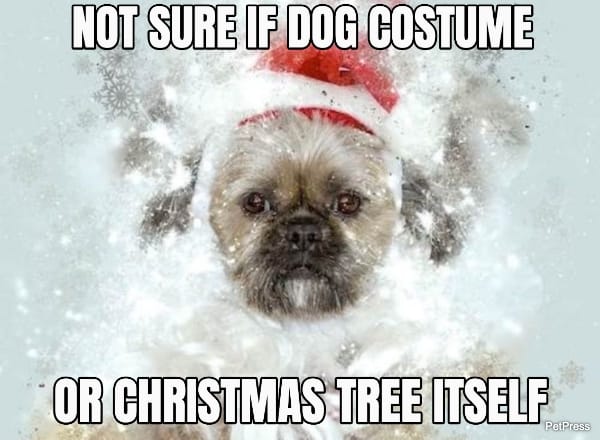 shih tzu christmas dog meme