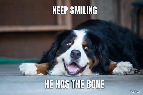 Smiling at bones dog meme