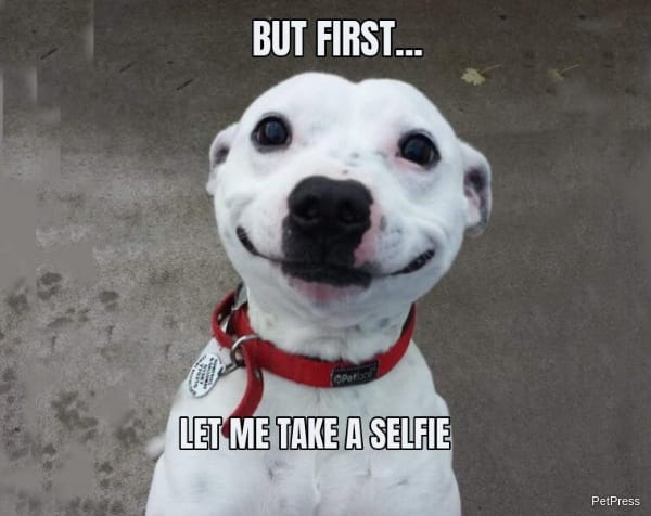 Smiling Funny Dog Meme