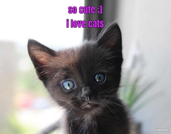 so cute ;] i love cats 