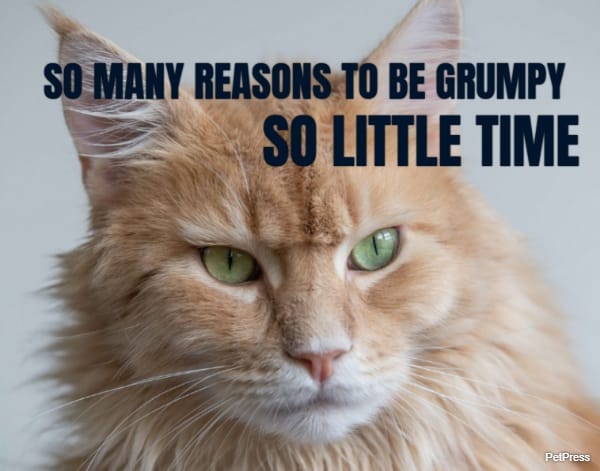 SO MANY REASONS TO BE GRUMPY SO LITTLE TIME