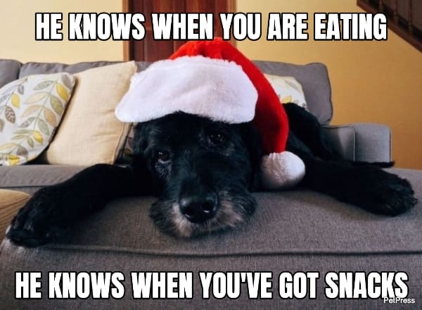 terrier christmas dog meme