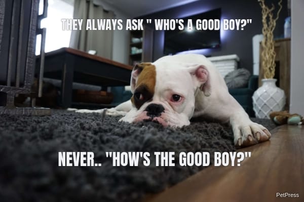 THEY ALWAYS ASK " WHO'S A GOOD BOY?" NEVER.. "HOW'S THE GOOD BOY?"