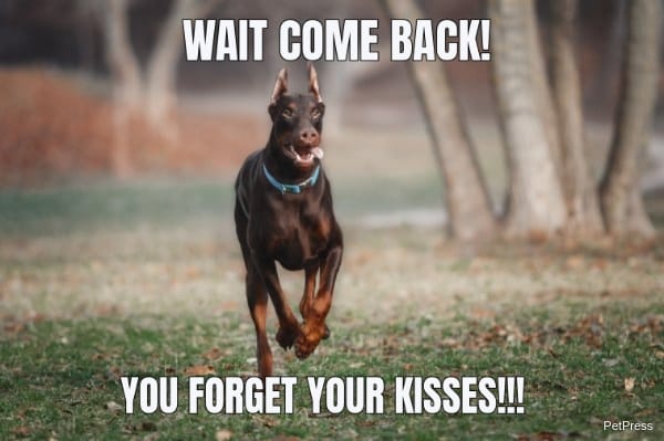 WAIT COME BACK! YOU FORGET YOUR KISSES!!! 