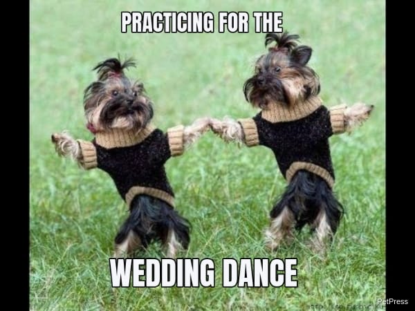 wedding dog dance meme